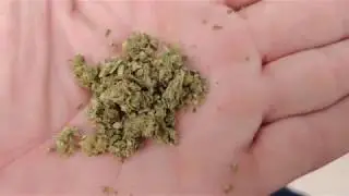Elektra by Terp Nation CBD Flower