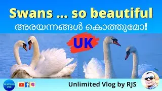 Swans... so beautiful |UK |Unlimited Vlog by RJS