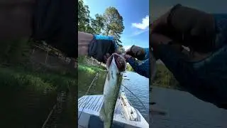 Stick fish. #youtubeshorts #sportfishing