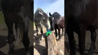 Livestock Scratch Brushes - Ultimate Grooming & Itch Relief for Horses, Cows, Sheep & More!