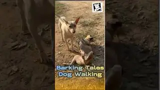 is your Dog trying to make connections with female Dog