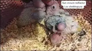 suncenor Checks ek jo hy 4 den ka hy du Jo hy 14 den ki