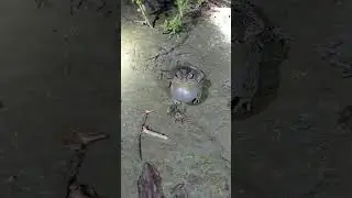 cut animal video