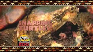 Rolling Hills Zoo Reptiles: The Beautiful and the Deadly