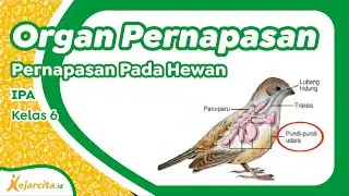 Sistem Pernapasan pada Burung