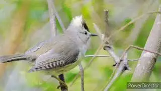 Go birding in Taiwan : Half day winter bird photography trip in Taichung Dasyueshan