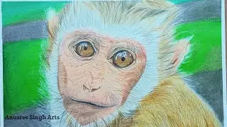 Realistic monkey drawing.Colour pencil animal portrait. How to draw monkey.