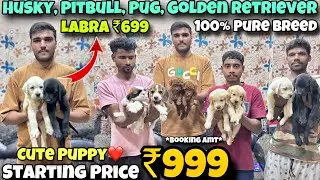 Cheapest Dogs Market In Delhi NCR | German Shepherd, Husky, Pitbull | Dog in 999* | Sky Pet Shop