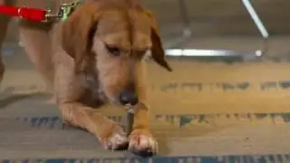 GREENIES&trade; Dental Chews Safety and Nutrition