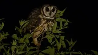 Striped Owl, Asio clamator, Cordillera Azul, Peru, 26 June 2019