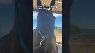 RANSOM DID😈🪽 #horse #equestrian #evil