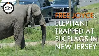 Six Flags Safari: The heartbreaking story of Joyce the elephant