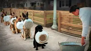 The 10 Best Dogs To Be Disciplined