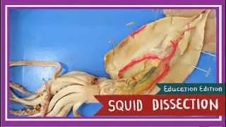 Squid Dissection || Pen & Ink [EDU]
