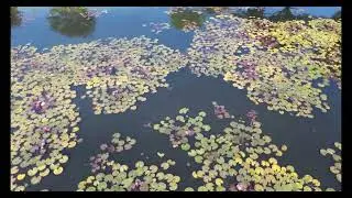 Flying drone over Gunn Lake, NT