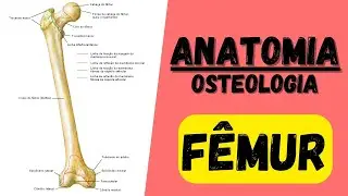 Quais são os ACIDENTES ÓSSEOS do FÊMUR? ANATOMIA -  Aula de Anatomia Osteologia membro inferior