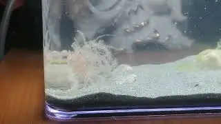 Hydroids in mini saltwater tank