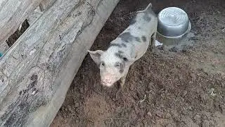 ធ្វើម្ហូបបុកផ្លែត្រសក់