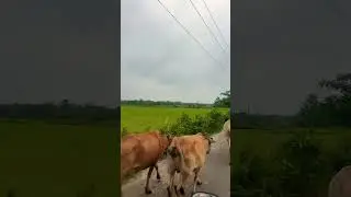 Humble nature #natureloverswithshortvideos