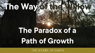 The Paradox of a Path of Growth ~ The Way of the Willow course update