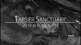 Tarsier Sanctuary, Bohol, Philippines (10/06/2018)