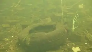 Diving in Berlin     Secret Spot