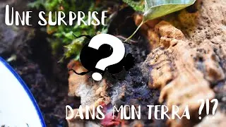 UNE SURPRISE DANS MON TERRA ?!? - Découverte pachnoda marginata