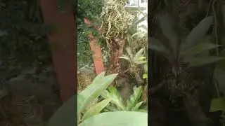 Anthurium di media kayu