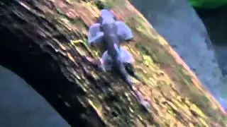 Homaloptera sp. & Garra flavatra