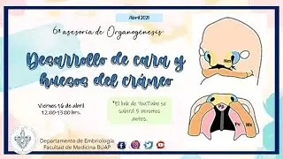 Desarrollo de Cara y los Huesos del Cráneo I Laboratorio de Embriología BUAP
