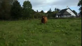 Lil Cow/Big Cow, Beauly, Scotland