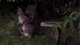 Red-necked wallaby with joey - oh so cute