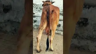 (172) Latest Sahiwal cow collection for sale | Channel Subscribe,Like, Share | Helpline 9034166465