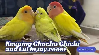 Keeping Chocho Chichi and Lui in my room!