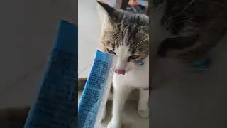 The funniest animals Fun with cats and dogs 2024 Pets Studio