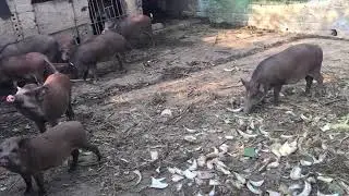 Pig Farming Made Easy | Earn More Income from Raising Pigs