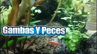 Peces y Gambas | Pueden vivir JUNTOS ...? 🐠 y 🦐
