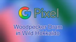 Woodpecker Drum in Wild Hokkaido - Google Pixel (Android 16) Notification Sound