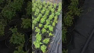 Чубушник в ассортименте