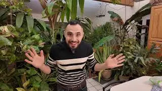 Easy & Unique Houseplants You Need to Grow (II have HUNDREDS!)