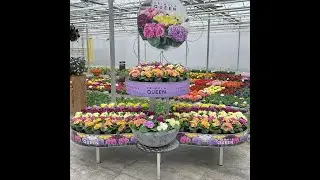 Primrose Queen