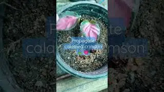 Propagating Calathea crinson💗🍃 ||thesmallgarden24 #trending #shorts #propagation #calathea #plants