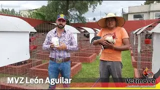 León de Texcoco, uso de Worm-Ex, Vetinova