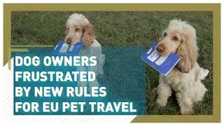 Dog owners frustrated by new rules for EU pet travel