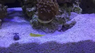 Pistol shrimp vs snails