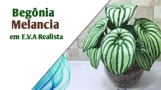 162 - Beg&ocirc;nia melancia