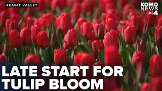 Skagit Valley Tulip Festival promises colorful display throughout April despite late start