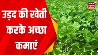 Annadata: उड़द की खेती है लाभकारी लाखों कमाएं | Farming | Agriculture | MP News | Urad