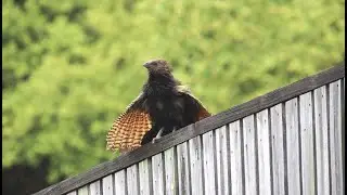 The Pheasant Coucal Different Calls - Townsville, Australia.
