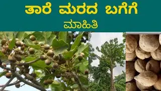 Information about the star tree #terminalia bellirica